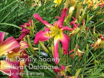 Pink on the Brink AHS image