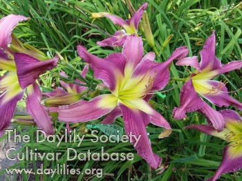 Understated Lavender AHS image