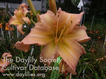 Windswept Afternoon AHS image