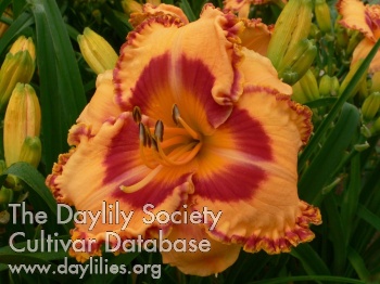 Tropical Fantasy AHS image
