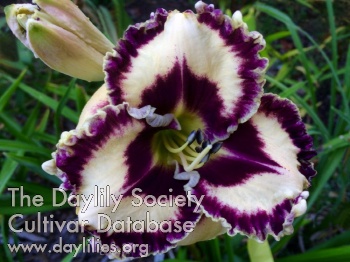 Greywoods Donatello AHS image