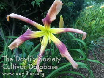 Greywoods Merrylegs AHS image