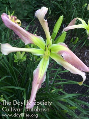 Greywoods Tequila Tango AHS image
