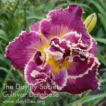 Double Biting Beauty AHS image