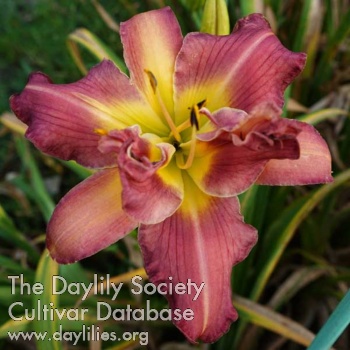Double Mellow Wonder AHS image