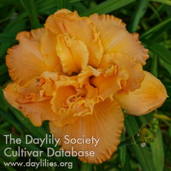 Double Orange Dreaming AHS image
