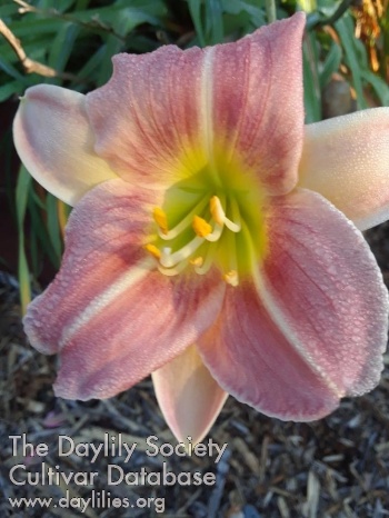 Christmas Bloom AHS image