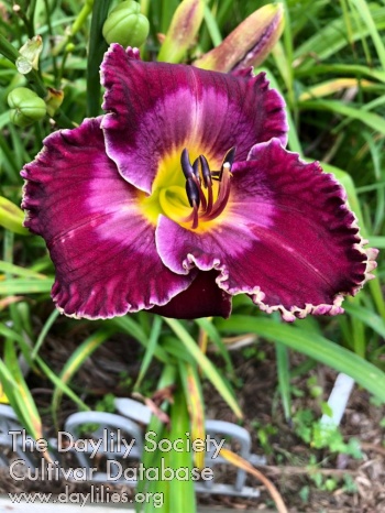 Mill River Merlot AHS image