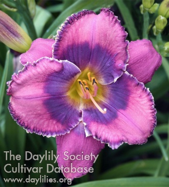 Elysian Loveliness AHS image