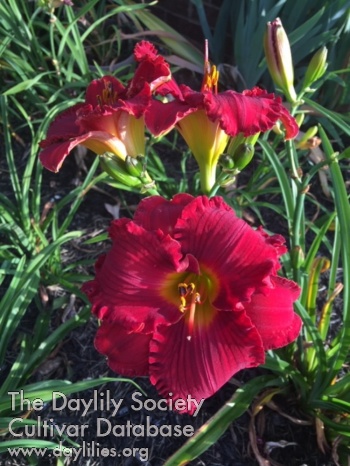 KLRBZ Kentucky Carpetbagger - American Daylily Society