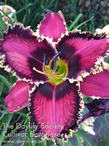 Cosmic Shiner AHS image