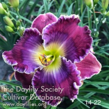 Vivid Violet AHS image