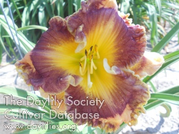 Betsie River Lilly Lydia AHS image