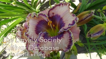 Breeder's Crown AHS image
