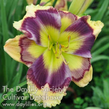 Artistic License - American Daylily Society