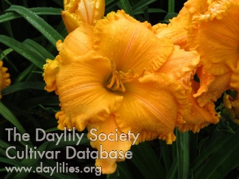 Purely Orange AHS image