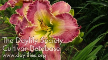 Royal Blend AHS image