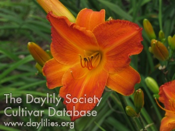 Habanero Honey AHS image