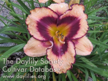 Tardy Hardy Flower Party AHS image