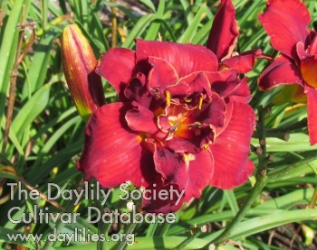 Rubis des Anges AHS image