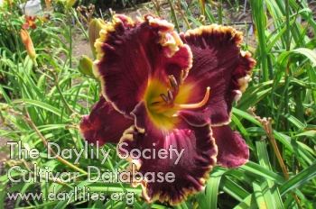 Tremblements de Coeur AHS image