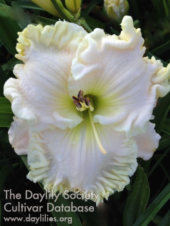 Crystalline White AHS image