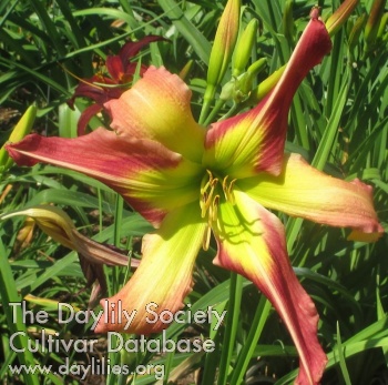 Five Star Beauty AHS image