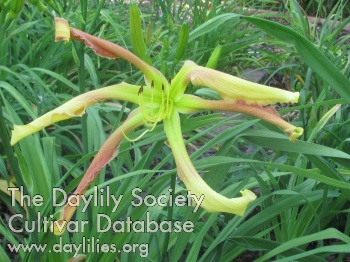 Flower of Interest AHS image