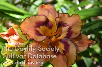 Nuestra Cecile AHS image