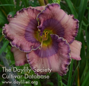 Periwinkle Posy AHS image