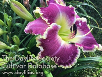 Handsome Obie AHS image