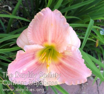 Lida Helen's Heart AHS image