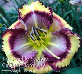 Concentric Colors AHS image