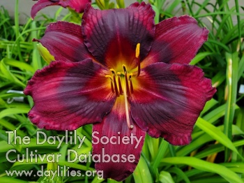 Daughter of Vesuvio AHS image