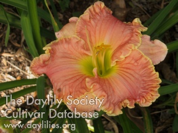 Sparks Desert Rose AHS image
