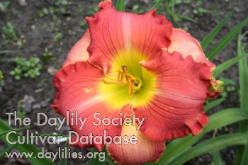 Petalpalooza AHS image