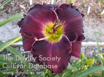 Inspire Desire AHS image