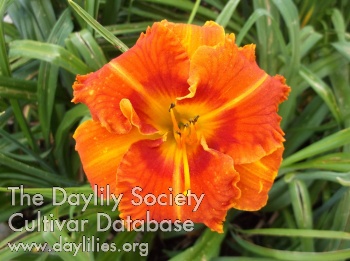 Sweet Ginny AHS image