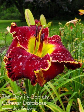 Wisconsin Cousins AHS image