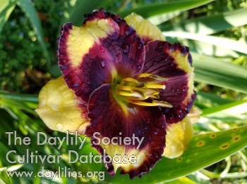 Sweetbee AHS image