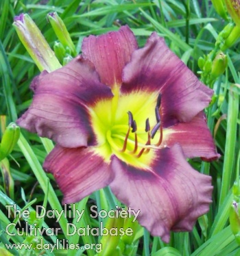 Heron Cove Janie's Dragon AHS image