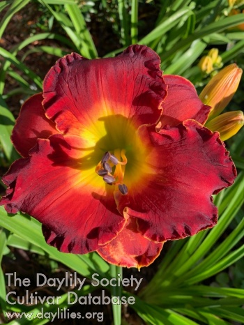 Belgian Red Devil