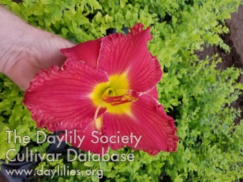 Bogle's Beauty AHS image