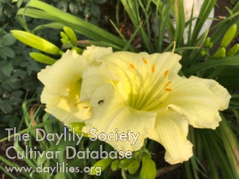 Mary Rosetta AHS image