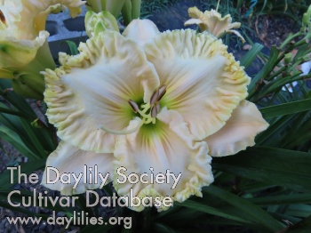 Rovely Luffles AHS image