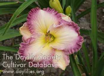 Doris Lail AHS image