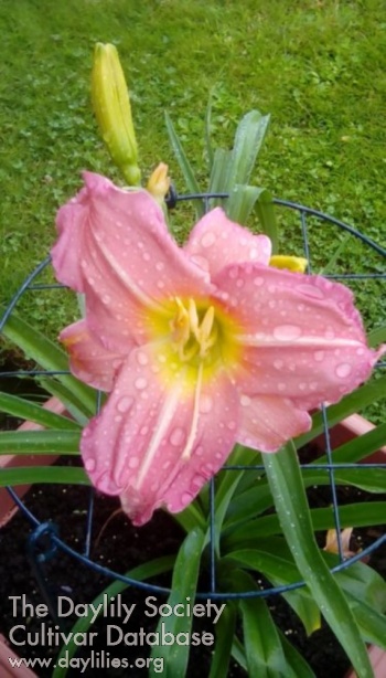 Nancypretty AHS image
