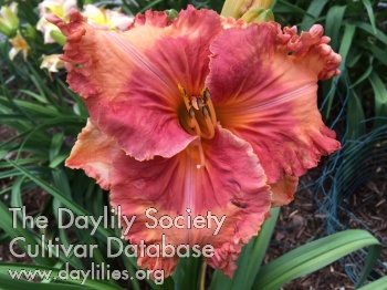 Tropicalooza AHS image
