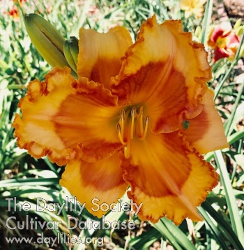 Joyous Linda Zbinden AHS image