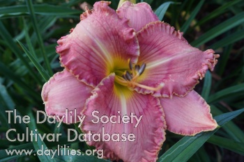 Designer Pink AHS image